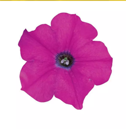 Петуния ампельная ВЕЙВ Lavender -5 драже/A3. 623