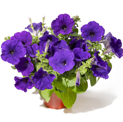 Петуния ампельная TRILOGY Blue - 5драже /A1. 1351