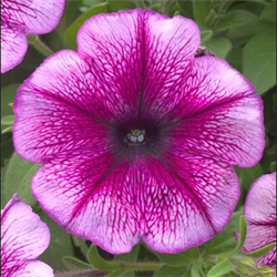 Петуния ампельная TRILOGY  Purple Vein - 5драже /A1. 5343