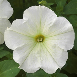 Петуния ампельная TRILOGY  Lime - 5драже /A1. 5342