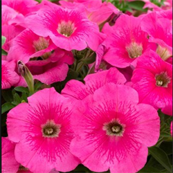 Петуния ампельная TRILOGY Rose Gen2 - 5драже /A1. 5837