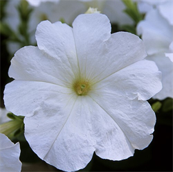 Петуния ампельная TRILOGY White - 5драже /A1. 1358