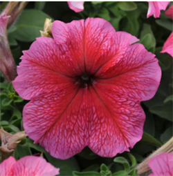 Петуния крупноцветковая DADDY F1 red-10драже/A6. 1131 Петуния крупноцветковая DADDY F1 red-10драже/A6. 1131