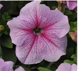 Петуния крупноцветковая DADDY F1 peppermint-10драже/A6. 1130 Петуния крупноцветковая DADDY F1 peppermint-10драже/A6. 1130