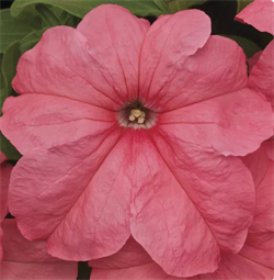 Петуния крупноцветковая  Duvet салмон- 10драже/A6. 482
