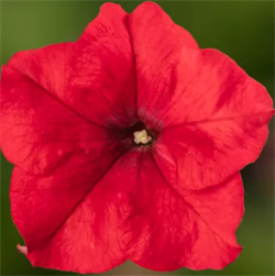Петуния крупноцветковая Duvet ред-10 драже/A6. 483 Петуния крупноцветковая Duvet ред-10 драже/A6. 483