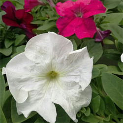 Петуния крупноцветковая Duvet White- 10драже/A6.* 628