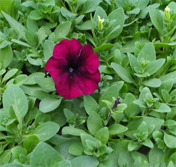 Петуния крупноцветковая Duvet бургунди-10 драже/A6.* 2236