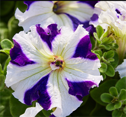 Петуния крупноцветковая F1 ТАНГО синяя звезда - 10 шт /Б11. 730