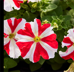 Петуния крупноцветковая F1 ТАНГО красная звезда - 10 сем /Б11. 731
