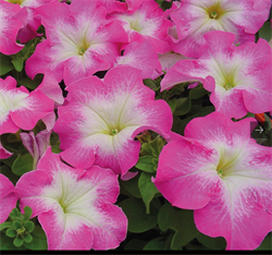 Петуния крупноцветковая F1 ТАНГО Rose morn - 10 шт /Б11. 810