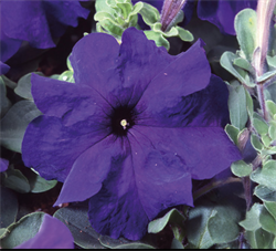 Петуния крупноцветковая F1 ТАНГО blue-10драже /Б11. 1195