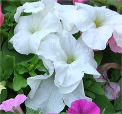 Петуния крупноцветковая F1 ТАНГО white - 10шт /Б11.* 1205
