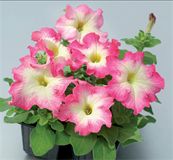 Петуния крупноцветковая F1 ТАНГО red morn- 10драже /Б11. 1340