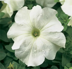Петуния крупноцветковая TriTunia F1 White-10шт /Б14. 2764