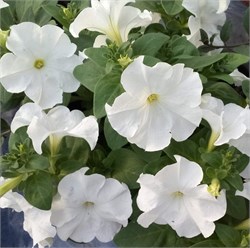 Петуния крупноцветковая SUCCESS!® HD White -10 драже/А13.* 4289 Петуния крупноцветковая SUCCESS!® HD White -10 драже/А13.* 4289