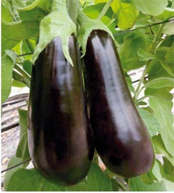 Баклажан Навал F1 - 10шт (профсемена)   Л/1. 5069