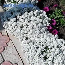 Алиссум Giga White - 10 мдраже /Д3.* 2639
