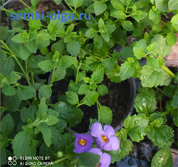 Бакопа (Сутера) Блутопия (мульти драже) -5шт /Е12.* 510