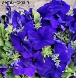 Петуния крупноцветковая ЛИМБО синий - 10драже/А12. 219