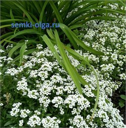 Алиссум Клия Кристал белый -10 мдраже  /Д3.* 376