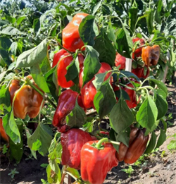 Перец Долма Кандил - 5 семян.* 5641