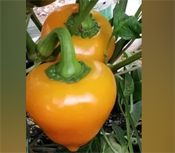 Перец сладкий Леся желтый - 5 семян* 5826