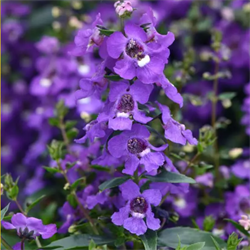 Ангелония Серена синяя - 3драже /В3 5946