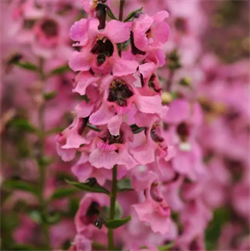 Ангелония Серенита пинк - 3драже /В3 5952