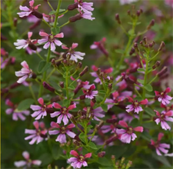 Куфея Пинк Шиффер - 3 сем /Е5 5957