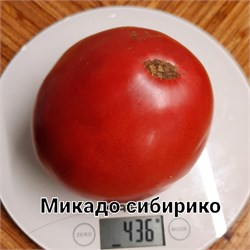 Томат индетерминантный Микадо Сибирико  - 5 семян.* 5960