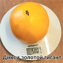 Томат индетерминантный Дикси золотой гигант –  5 семян.* 5969