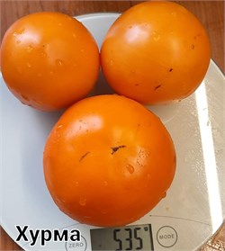 Томат детерминантный Хурма –  5 семян.* 5970