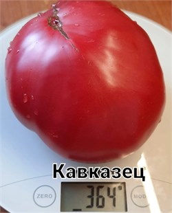 Томат полудетерминантный Кавказец - 5 семян.* 5975