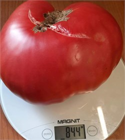 Томат Минусинский розовый - 5 сем.* 5976