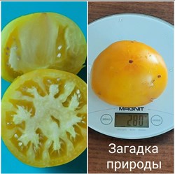 Томат  Загадка природы - 5 семян.* 5979