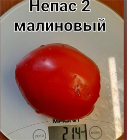 Томат  Непас 2 малиновый  - 5 семян.* 5981
