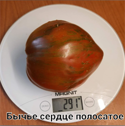 Томат Бычье сердце полосатое - 5 семян.* 5982