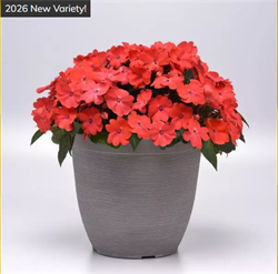 Бальзамин межвидовый  Соларскэйп (Solarscape) салмон пунш- 3 сем /Г3. 5990