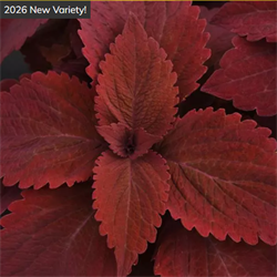 Колеус ПРЕМИУМ Сан Свит Паприка - 5 драже /Д7. 5992