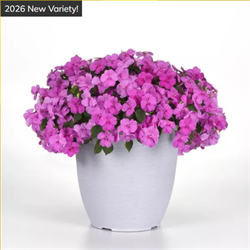 Бальзамин Уоллера  Бикэн (Beacon) блю перл - 10 шт /Г4. 5993