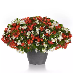 Бегония межвидовая ампельная  Hula красно-белый микс -  3 драже /В15. 5996
