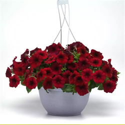 Петуния ампельная F1 EASY WAVE Red Velour-5драже /Б3.* 1294