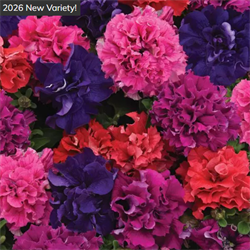 Петуния крупноцветковая махровая F1 Double Cascade Bold mix - 10 драже. 1347