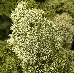 Трахелиум Озеро Мичиган белый - 10драже  /Д3 5999