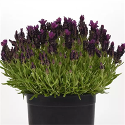 Лаванда узколистная Bandera Deep Purple - 5шт  /Д2. 6003