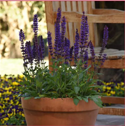 Сальвия  (шалфей)  Сальваторе блю - 5семян  /Е6 6004