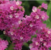 Статица Квис Роуз -10 шт /Г1. 6005