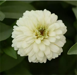 Цинния мариландская махровая ДАБЛ ЗАХАРА белая -5 шт/В1. 6006