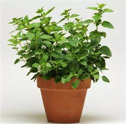 Душица Орегано - 5 мдраже /Е16 6008